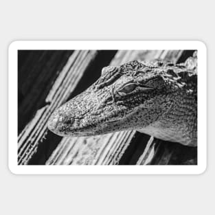 black and white alligator Sticker